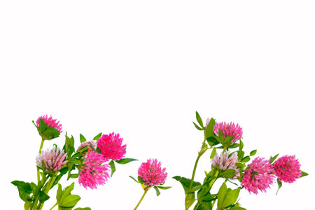 Wild red clover.Trifolium pratense. beautiful forest clover flowers isolated on a white backgroundの写真素材