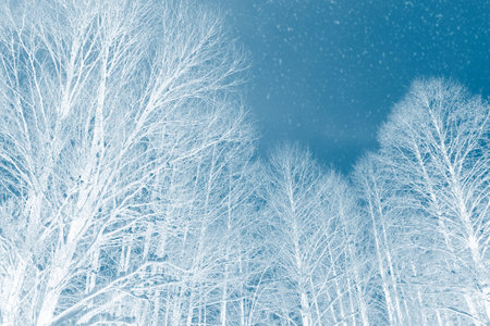 Frozen winter forest with snow covered trees. outdoor. Festive Christmas card.の写真素材