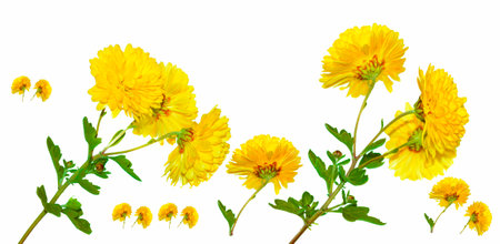 Colorful autumn flowers of chrysanthemum on a white background. floral composition.の写真素材