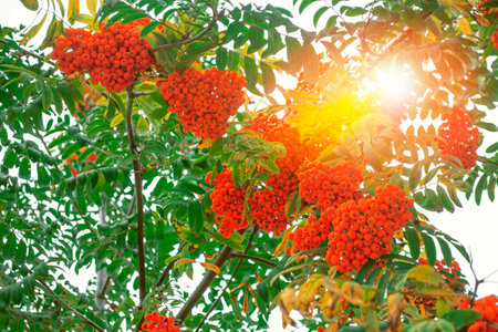 Rowan berries, Sorbus aucuparia, tree mountain ash. autumn landscape with bright colorful foliage. Indian summer.の写真素材