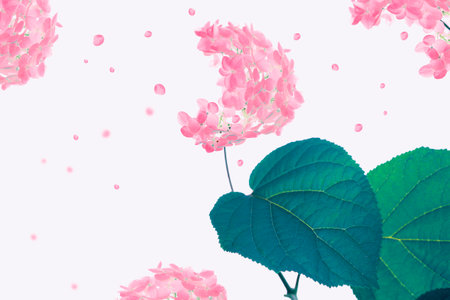 Colorful autumn flowers of hydrangea on a white background. floral composition.