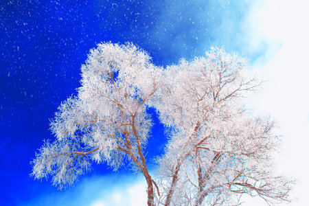 Frozen winter forest with snow covered trees. outdoor. Festive Christmas card.の写真素材