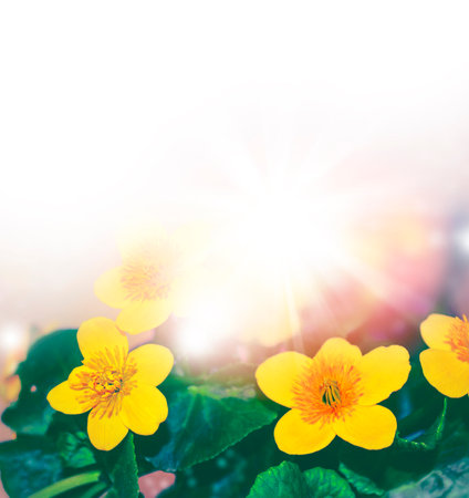 bright yellow flowers buttercups on a background summer landscape.の写真素材