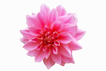 Colorful bright flower dahlia isolated on white background. natureの写真素材