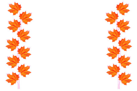 Bright autumn maple leaf on a white background. foliage. Fall conceptの写真素材