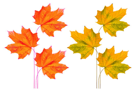 Bright autumn maple leaf on a white background. foliage. Fall conceptの写真素材