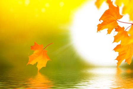 autumn landscape with bright colorful leaves. Indian summer. foliage.の写真素材