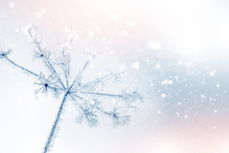 frozen grass. Winter abstract background. landscape. outdoorの写真素材