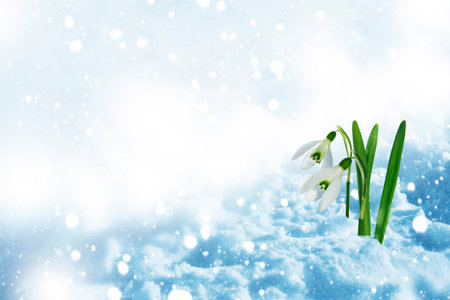 (Galanthus nivalis).nature. snowdrop flower growing in snow in early spring forestの写真素材