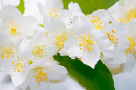 White jasmine. The branch delicate spring flowers. natureの写真素材