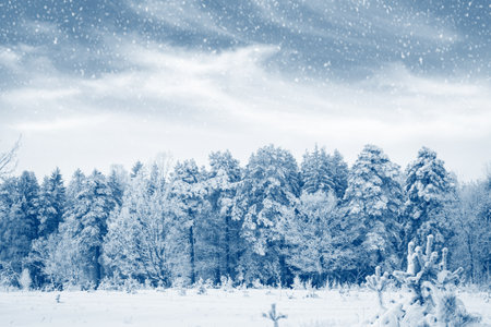landscape. Frozen winter forest with snow covered trees. outdoorの写真素材
