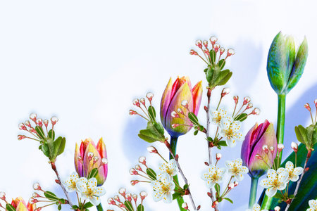 nature. Blossoming branch apple, tulips. Bright colorful spring flowers.の写真素材
