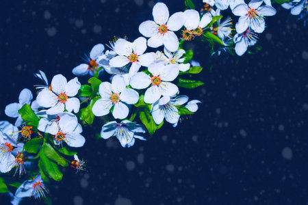 nature. Blossoming branch cherry. Bright colorful spring flowersの写真素材