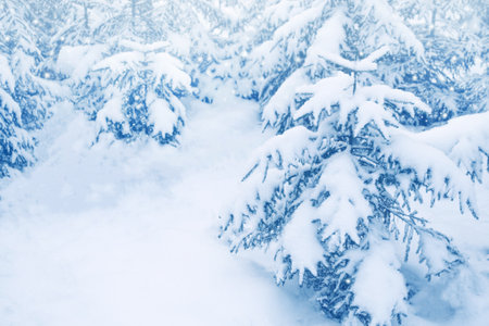 landscape. Frozen winter forest with snow covered trees. outdoorの写真素材