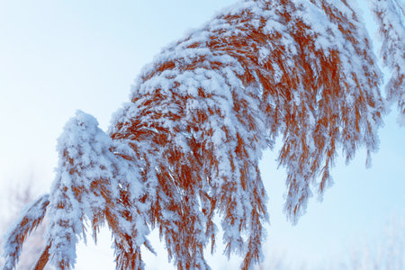 Blurred frozen grass. Winter abstract background. Landscape. outdoorの写真素材