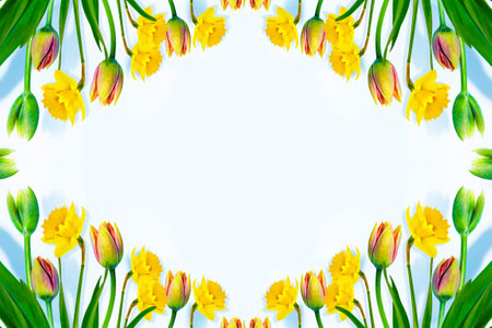 Bright colorful spring flowers of daffodils and tulips isolated on white background.の写真素材