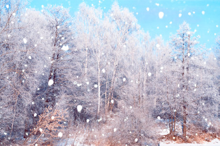 landscapes. Frozen winter forest with snow covered trees. outdoor