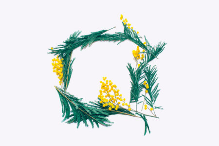 Bush of yellow spring flowers mimosa. isolated on white background.の写真素材