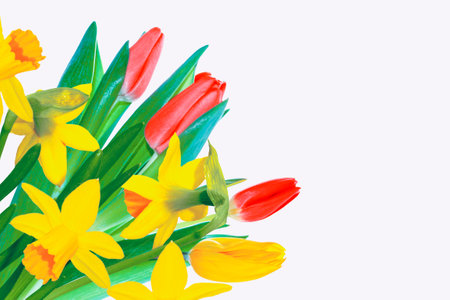 Bright colorful spring flowers of daffodils and tulips isolated on white background.