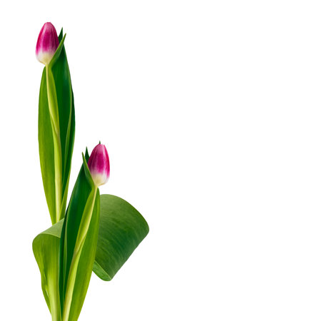 Bouquet. greeting card. spring flowers tulips isolated on white background. floral collection.の写真素材