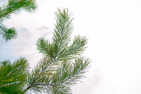 Frozen winter forest with snow covered trees. Coniferous spruce branch. outdoorの写真素材