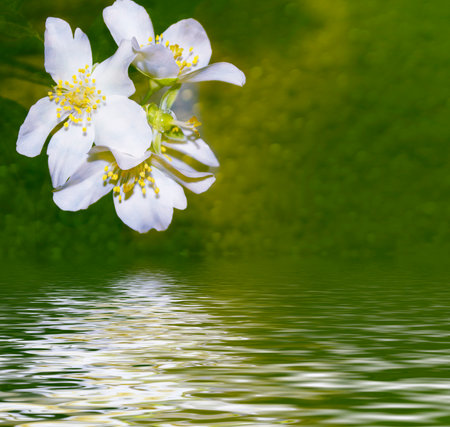 White jasmine. The branch delicate spring flowers. natureの写真素材