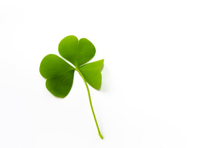 green clover leaves isolated on white background. St. Patrick 's Day. foliage shamrockの写真素材