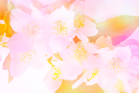 White jasmine. The branch delicate spring flowers. natureの写真素材