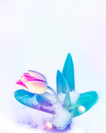 nature. tulip flower growing in snow in early spring garden