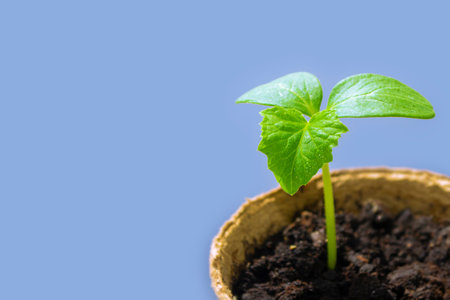 A sprout in a ground. small green cucumber seedling in growing. nature