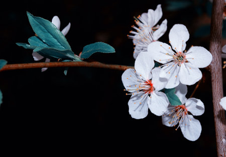 Flowering branch of cherry isolated on a black background. natureの写真素材