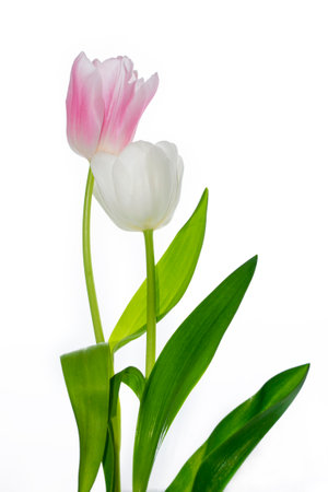 Bouquet. greeting card. spring flowers tulips isolated on white background. floral collection.の写真素材