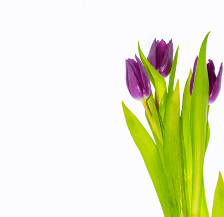 Bouquet. greeting card. spring flowers tulips isolated on white background. floral collection.の写真素材