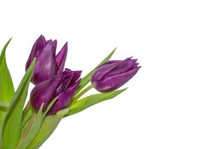 Bouquet. greeting card. spring flowers tulips isolated on white background. floral collection.の写真素材