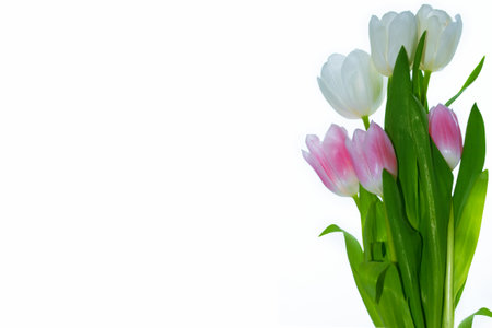Bouquet. greeting card. spring flowers tulips isolated on white background. floral collection.の写真素材