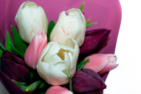 greeting card. spring flowers tulips isolated on white background. floral collection.の写真素材