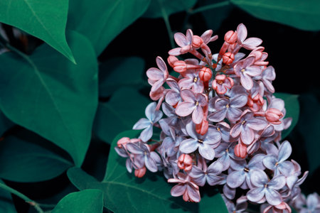 Spring branch of blossoming lilac. Beautiful violet Lilac flowerの写真素材