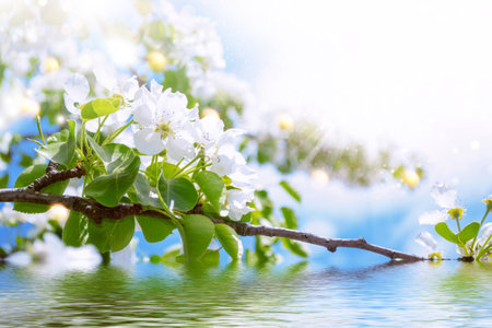 nature. Blossoming branch cherry. Bright colorful spring flowersの写真素材