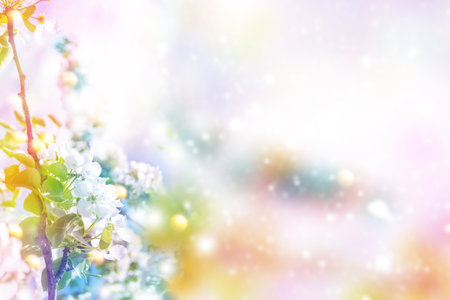 nature. Blossoming branch cherry. Bright colorful spring flowersの写真素材
