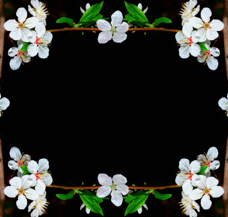 Flowering branch of cherry isolated on a black background. natureの写真素材