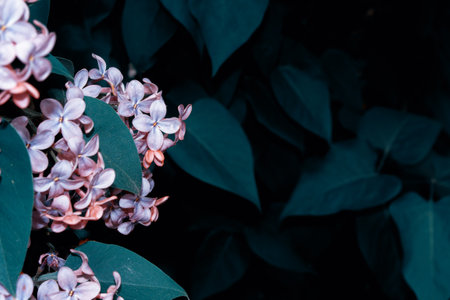 Spring branch of blossoming lilac. Beautiful violet Lilac flowerの写真素材