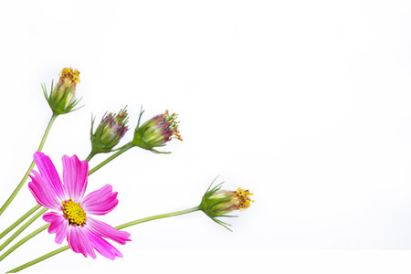 Bright colorful cosmos flowers isolated on white background. natureの写真素材