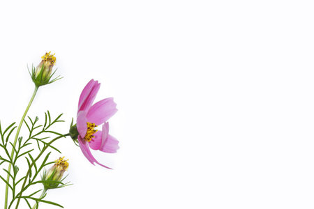 Bright colorful cosmos flowers isolated on white background. natureの写真素材