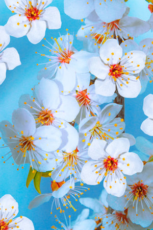 nature. Blossoming branch cherry. Bright colorful spring flowersの写真素材