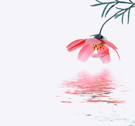 Bright colorful cosmos flowers isolated on white background. natureの写真素材