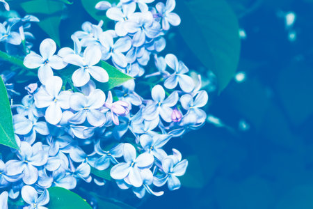 Spring branch of blossoming lilac. Beautiful violet Lilac flowerの写真素材