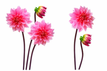 Colorful bright flower dahlia isolated on white background. natureの写真素材