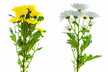 Colorful autumn flowers of chrysanthemum on a white background. floral composition.の写真素材