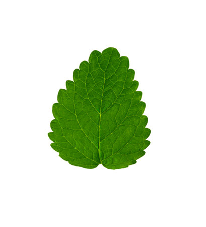 Nature. beautiful green melissa leaf isolated on white background.の写真素材