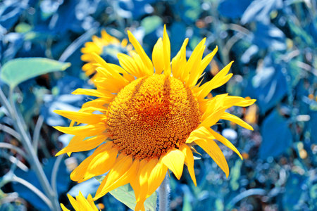 Agriculture. Bright colorful flower sunflower on  background summer landscapeの写真素材